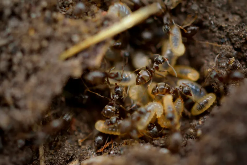 Close-up of ants tending pale larvae in loose soil