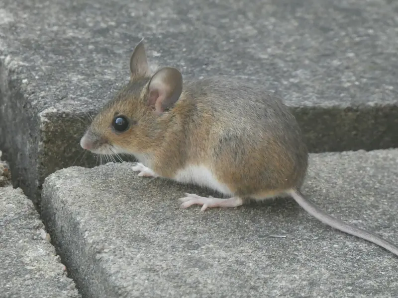 A small brown mouse on the edge of a concrete step