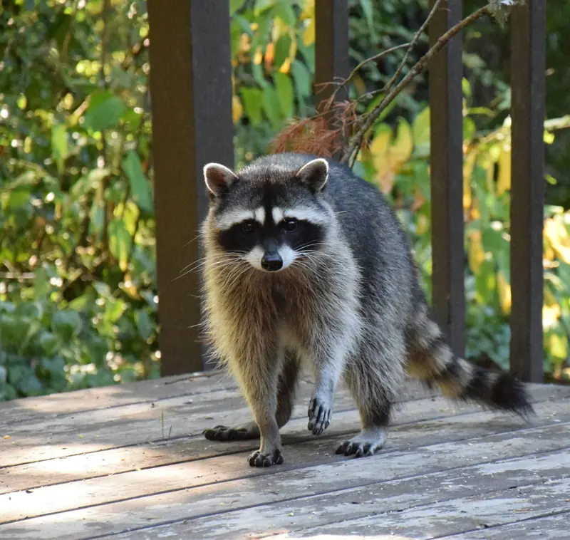 A raccoon walking across a wooden deck