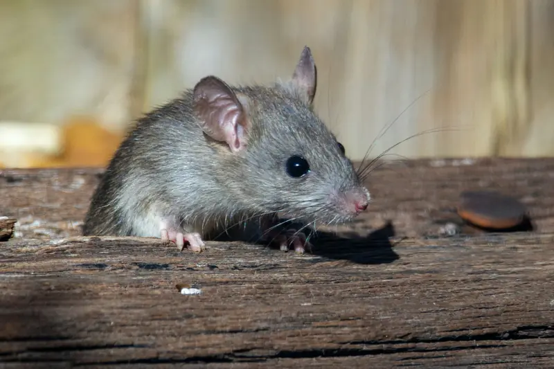 A gray rat peering over a weathered wooden board