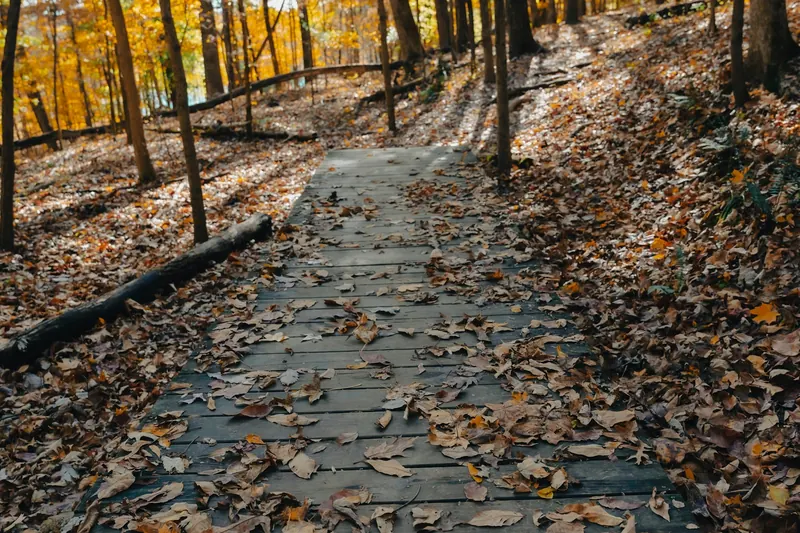 Leaf-covered boardwalk trail through autumn woods